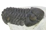 Eldredgeops Trilobite - Centerfield Limestone, New York #286550-1